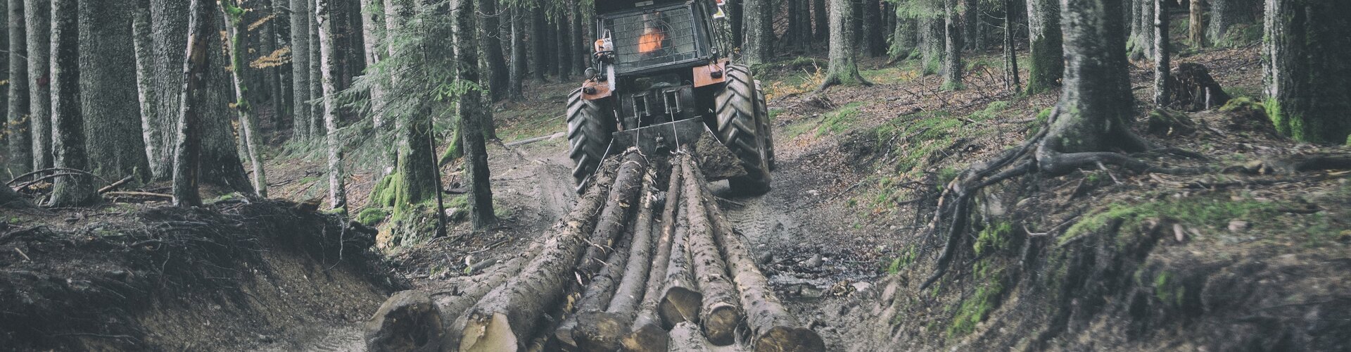 Tipps zur Sicherheit bei der Forstarbeit: So vermeiden Forstwirte